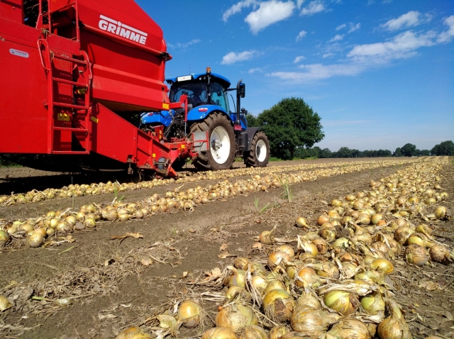 Uien in \'t zwad worden opgeladen. Dit kan met een kleine aanpassing op de aardappelrooier